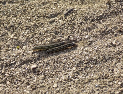 How To Identify and Combat Army Worms
