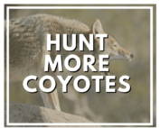 Hunt More Coyotes over a pictuer of a coyote
