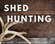 Shed Hunting