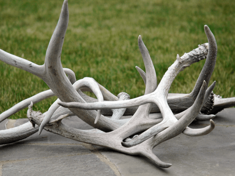 Lessons Learned Shed Hunting.