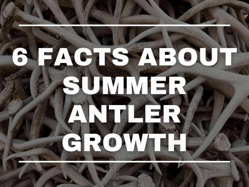 6 Facts About Summer Antler Growth