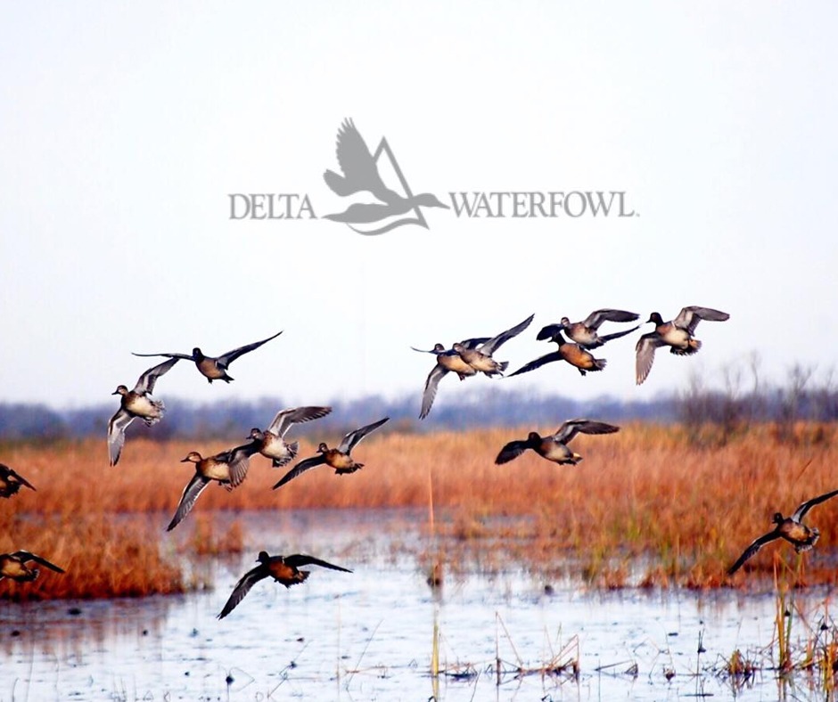 Supporting Delta Waterfowl