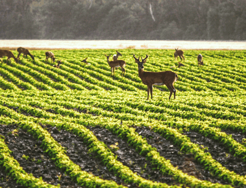 How Landowners Benefit From Leasing to Hunters