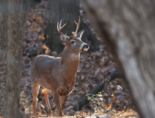 Is Hunting a Safe Sport?